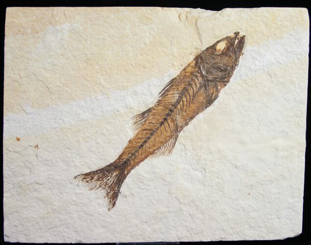 Well Preserved Mioplosus Labracoides #9649